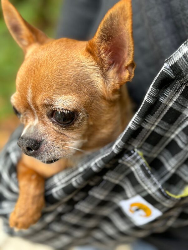 Bolso cuadros para llevar perros pequeños - Imagen 7