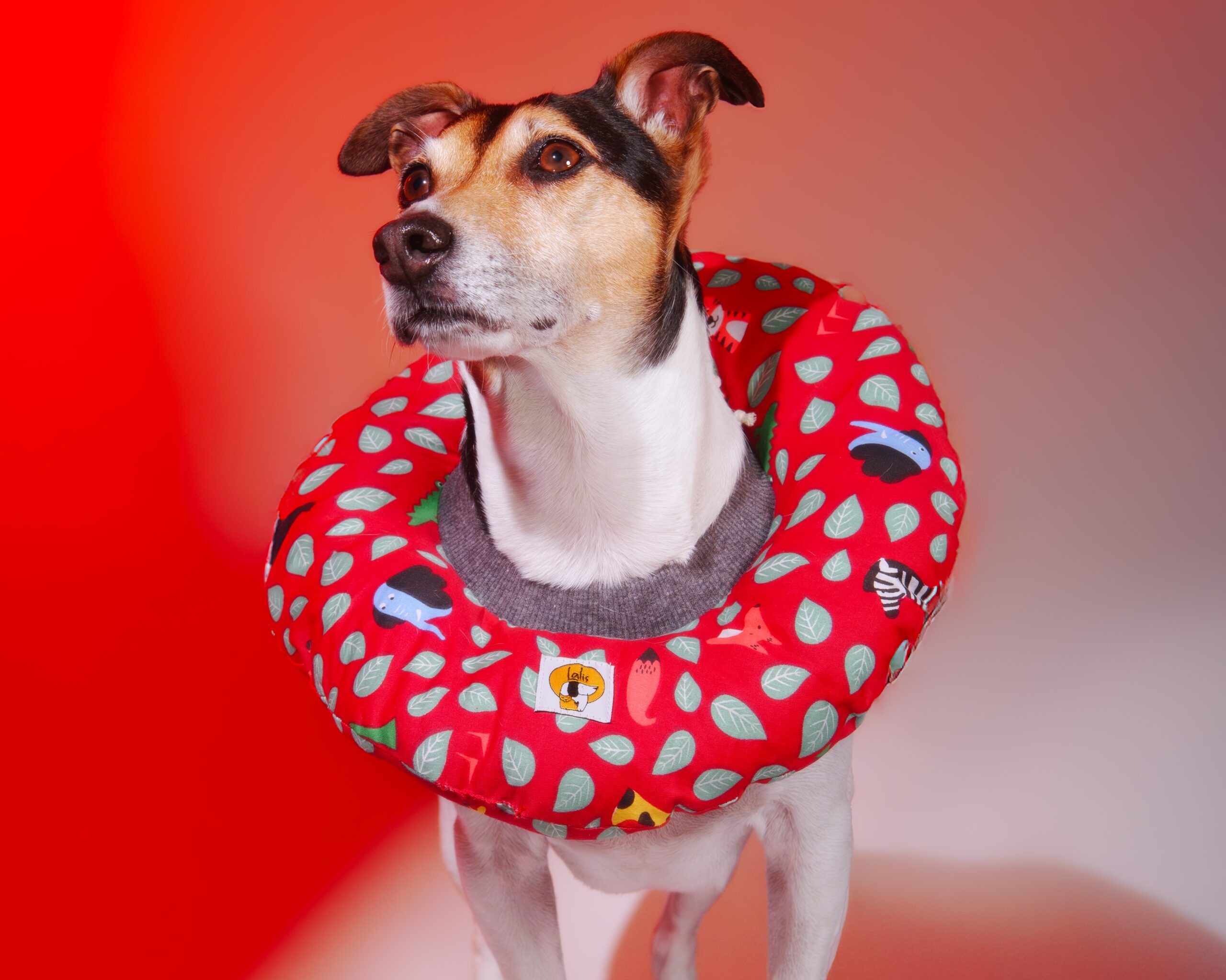 Collarín Donut Hojita - Imagen 2