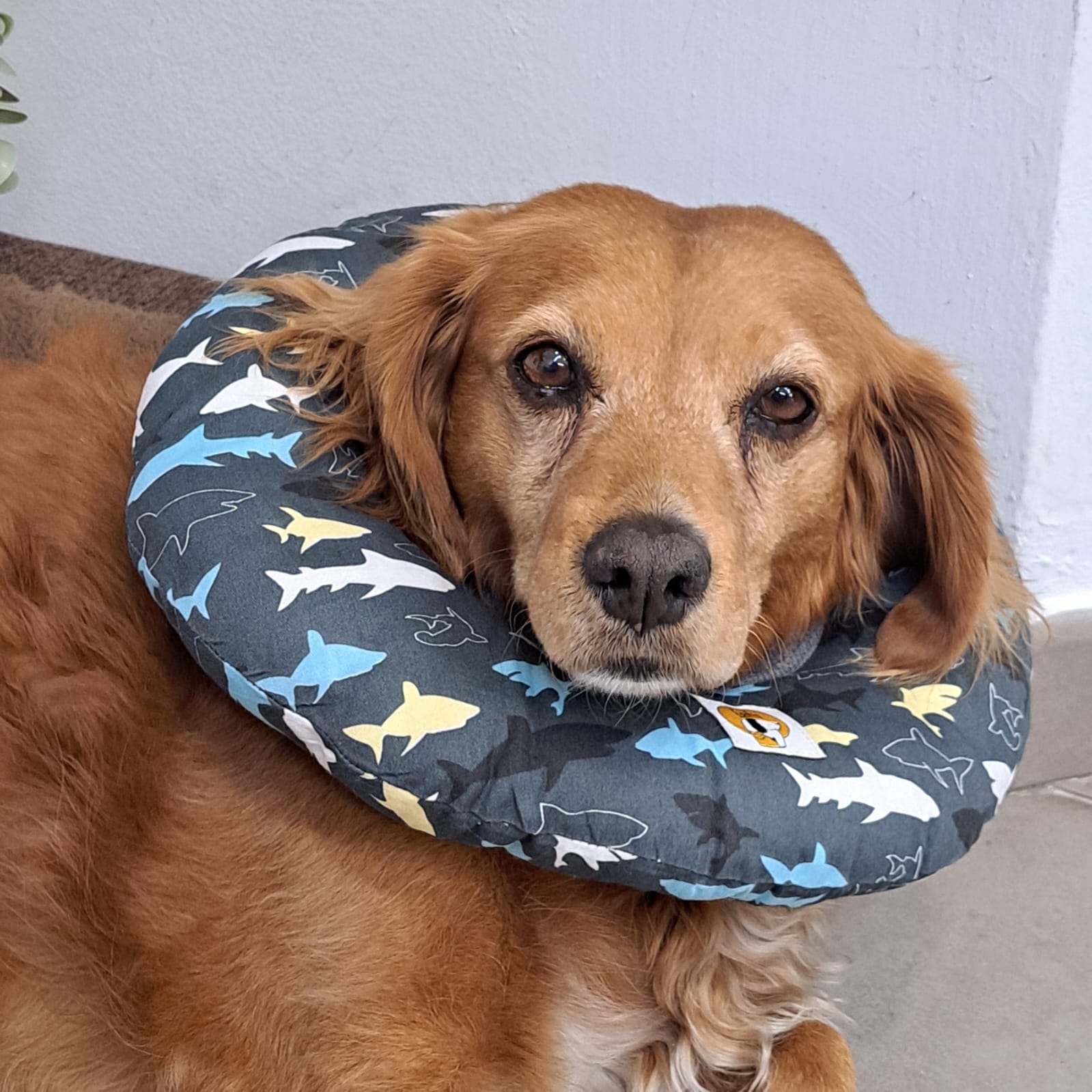 Collarín Donut Marino - Imagen 5