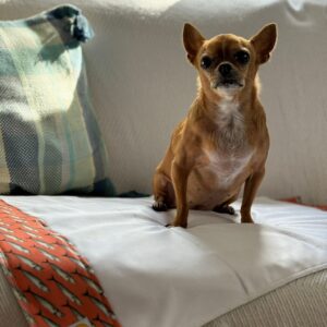 Empapador reutilizable (80 x 50 cm)