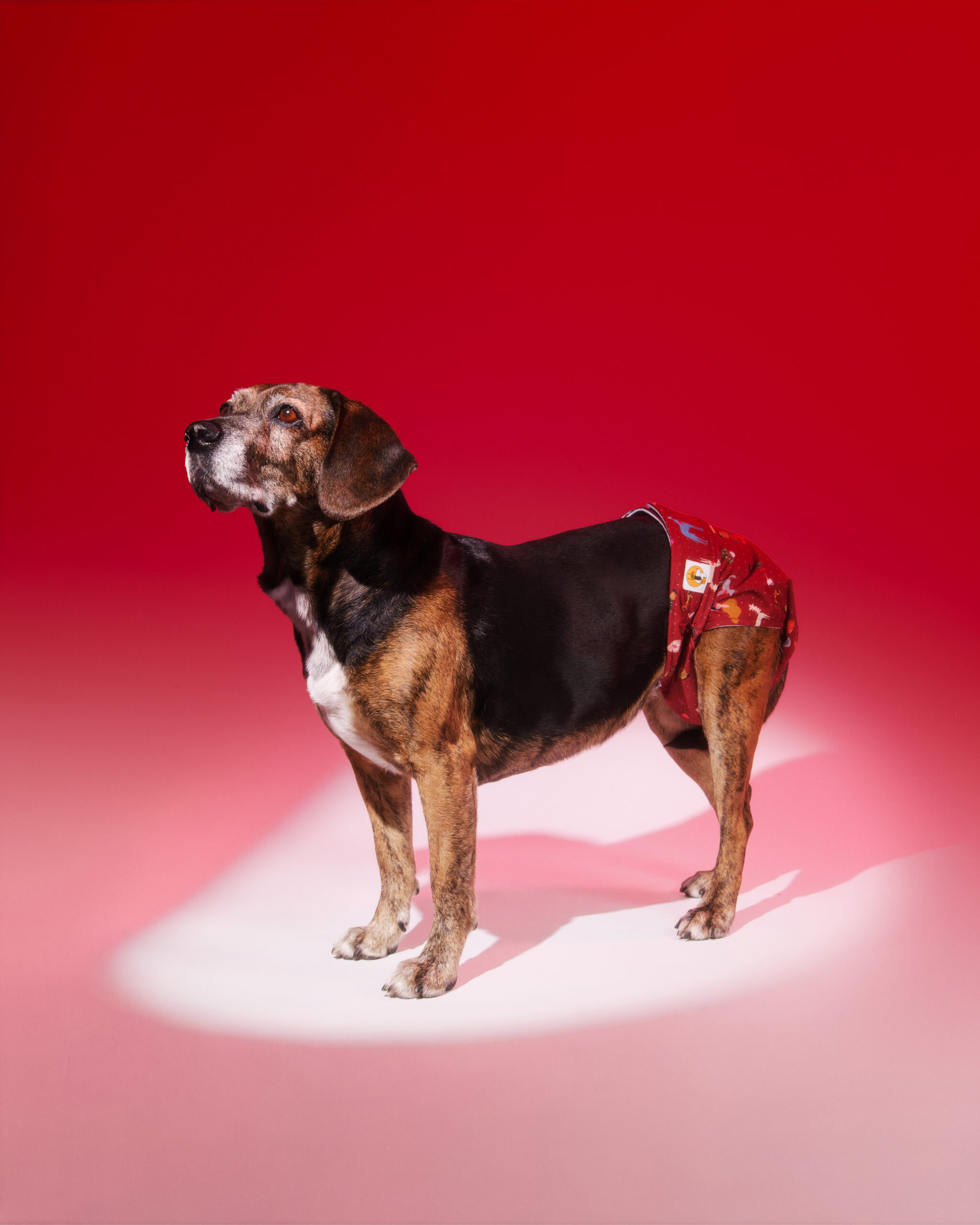 Pañal Hembra Braguita-Conexión - Imagen 2