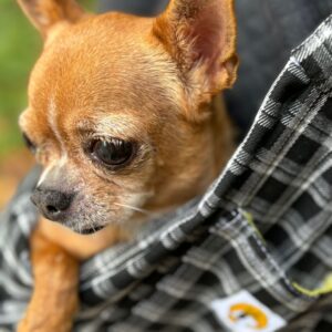Bolso para perro pequeño. Cuadros
