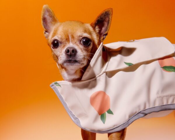 Chubasquero impermeable Melocotonero - Imagen 2