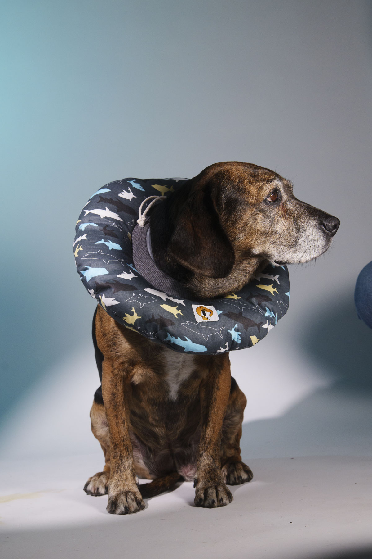 Collarín Donut Marino - Imagen 3