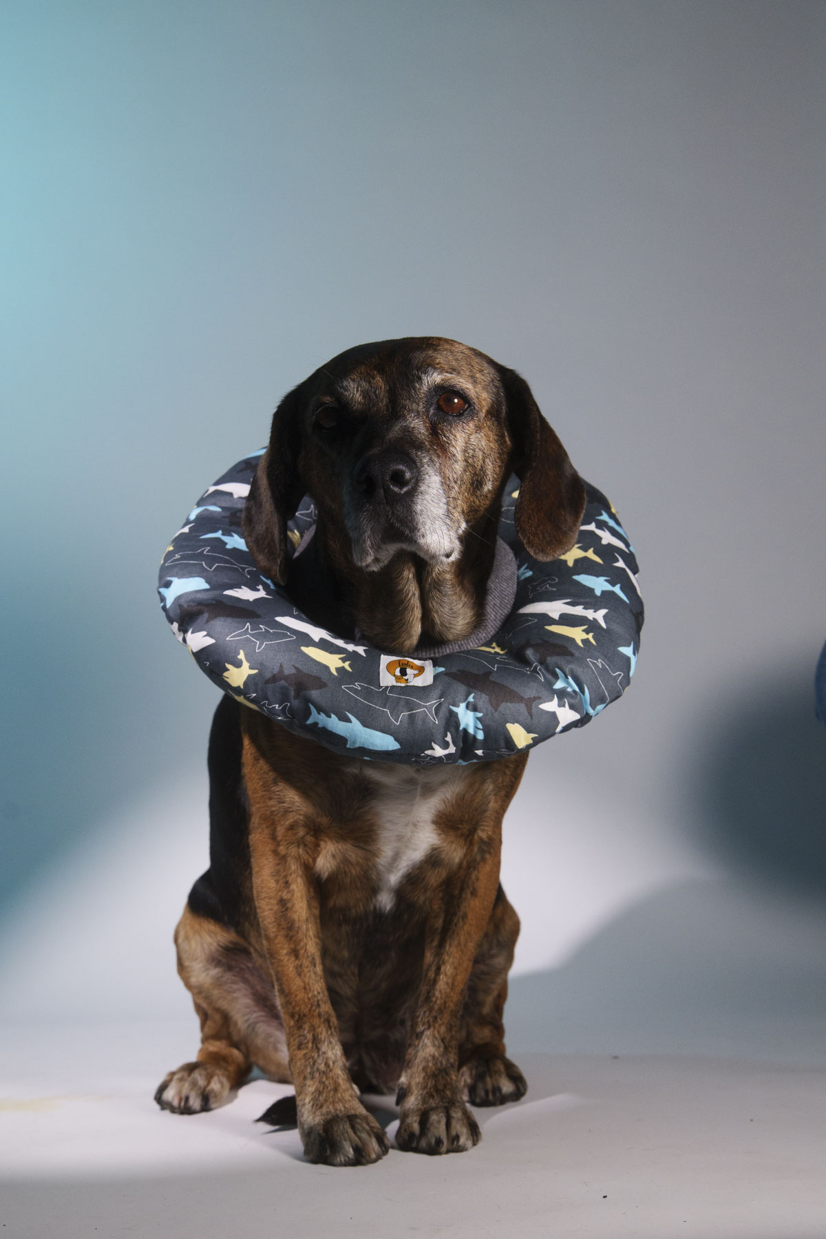 Collarín Donut Marino - Imagen 2