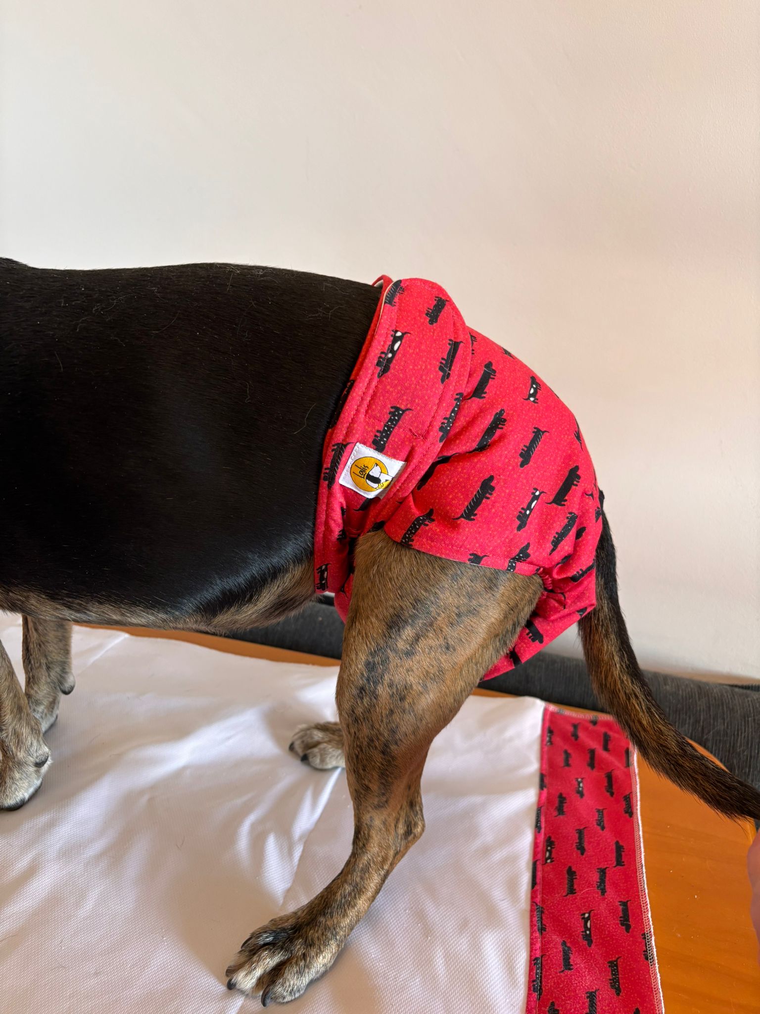 Pañal Hembra Braguita - Perro Salchicha - Imagen 2