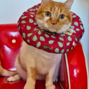 Collarín Donut Hojita