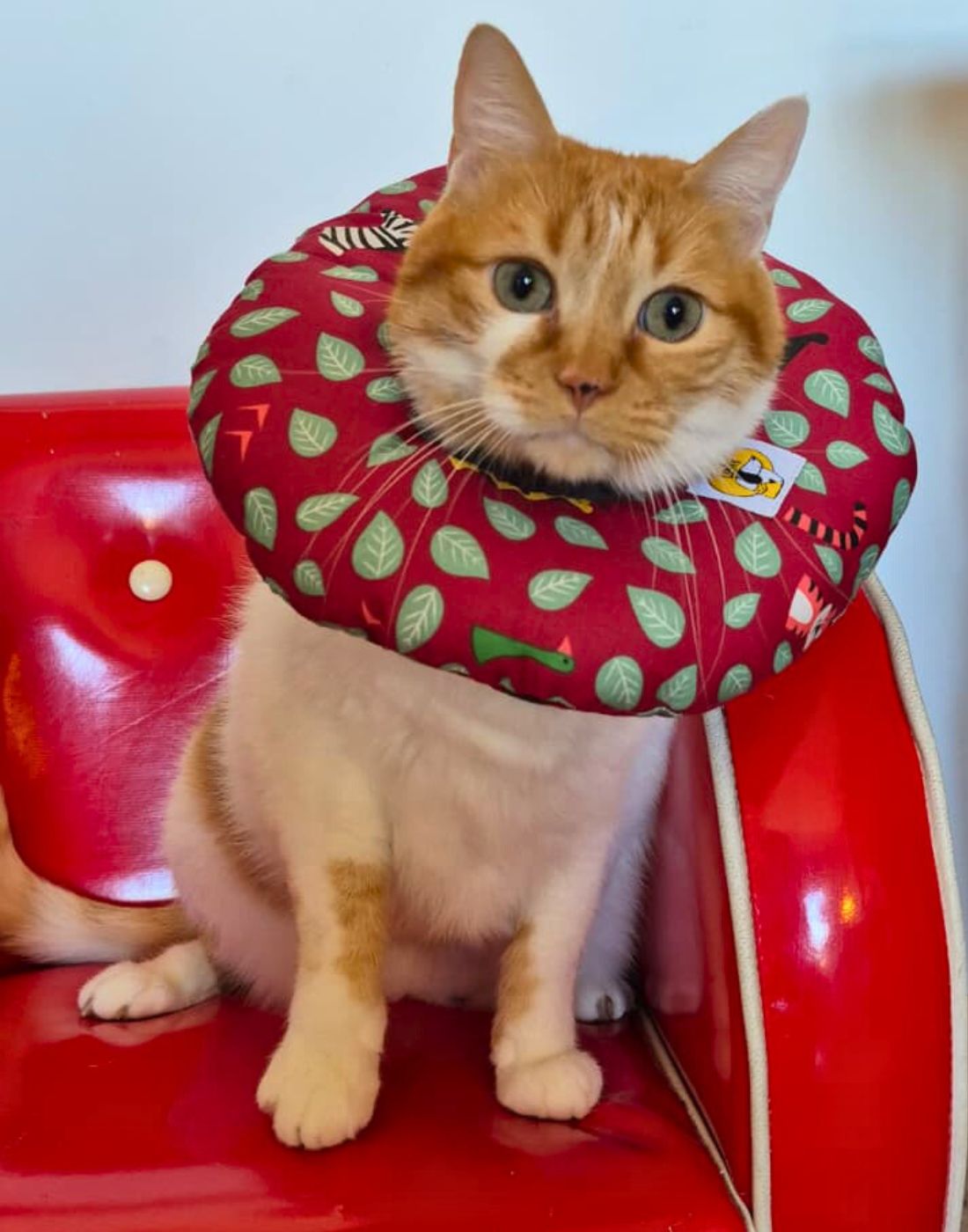 Collarín Donut Hojita