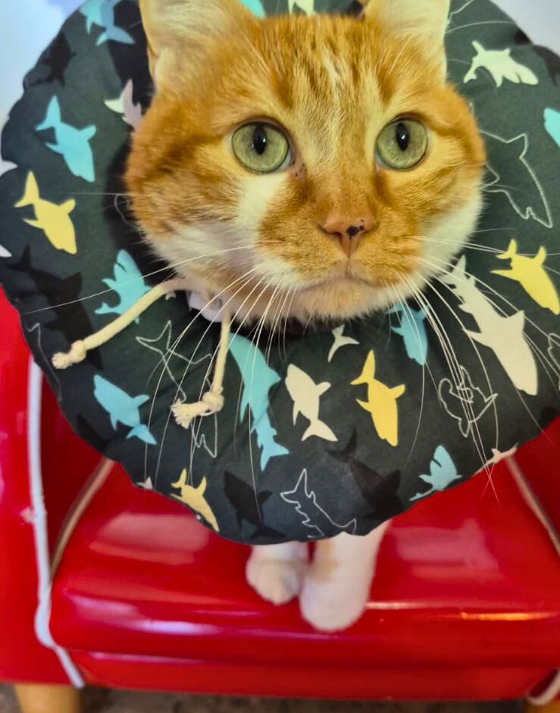 Collarín Donut Marino - Imagen 2